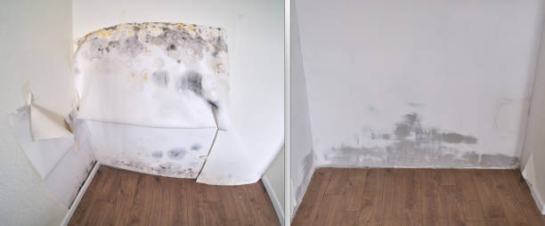 Best Mold Testing and Removal  in Chesilhurst, NJ